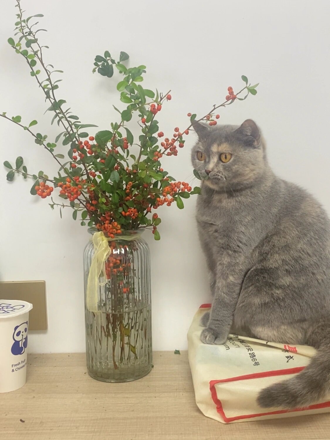 想说一下关于英短的花色—玳瑁色