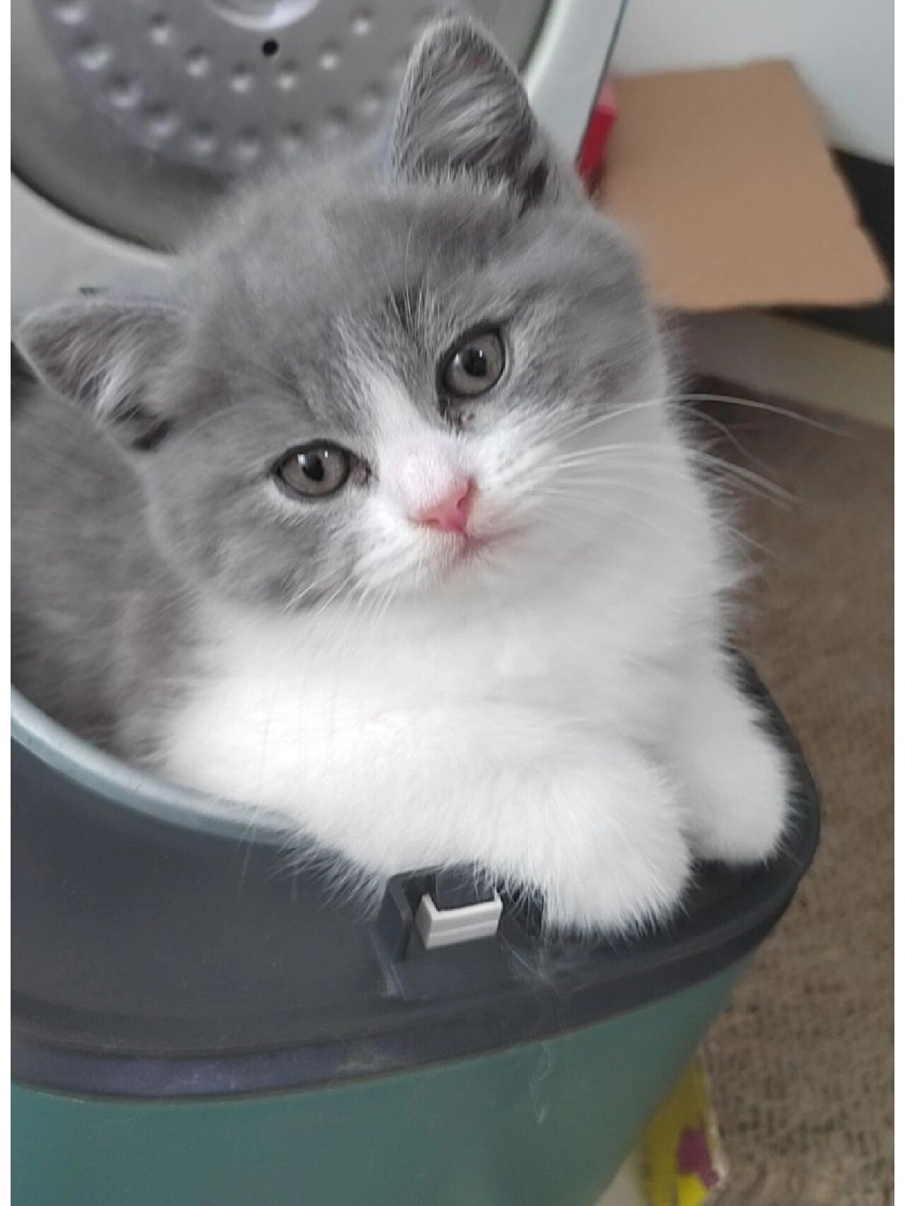 超级可爱的英短蓝白 纯种英短蓝白,自家宠物猫猫生的,颜值最高的一只