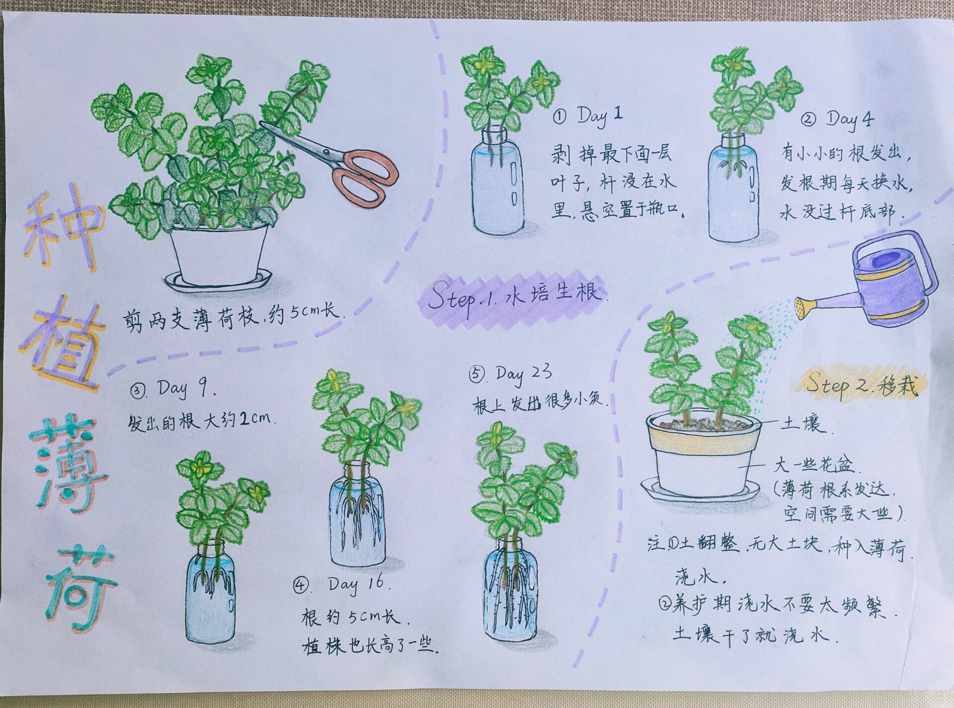 植物观察日记带图30字图片