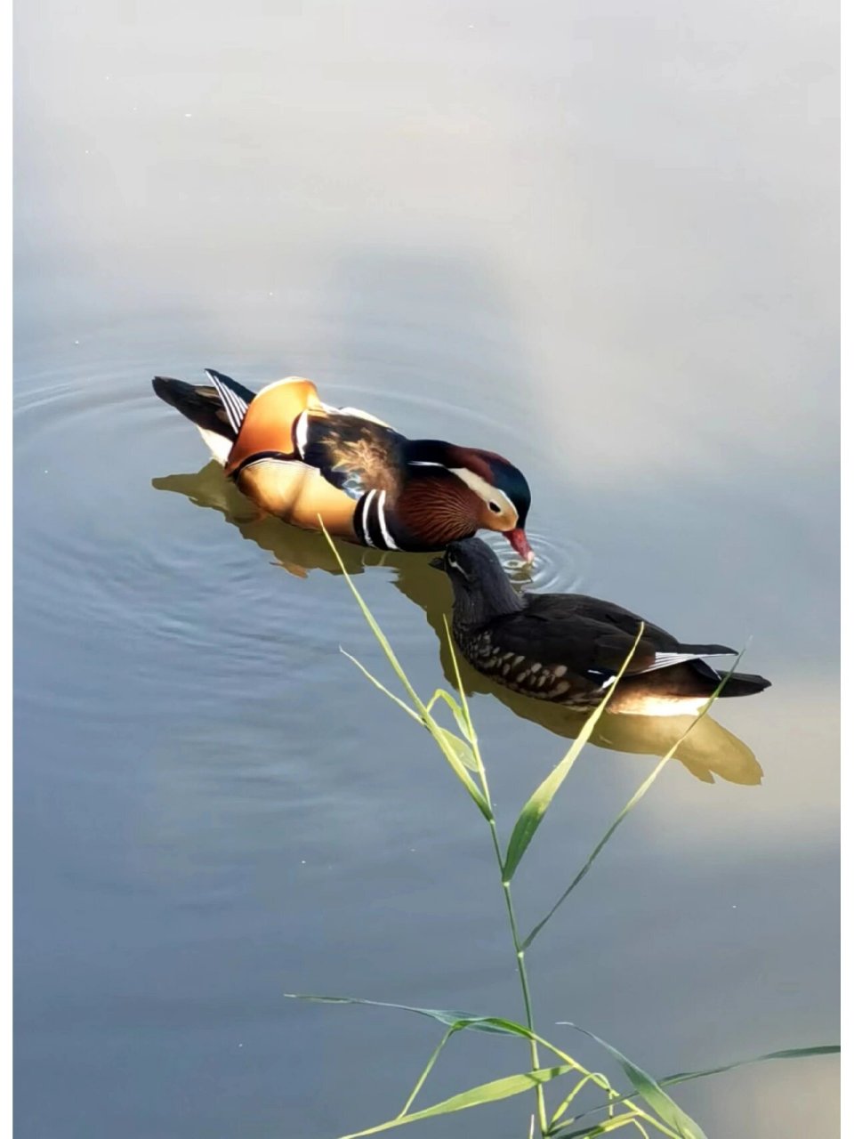 遇见野生动物|鸳鸯戏水荡池塘 #遇见野生动物的奇妙时刻# #手机摄影