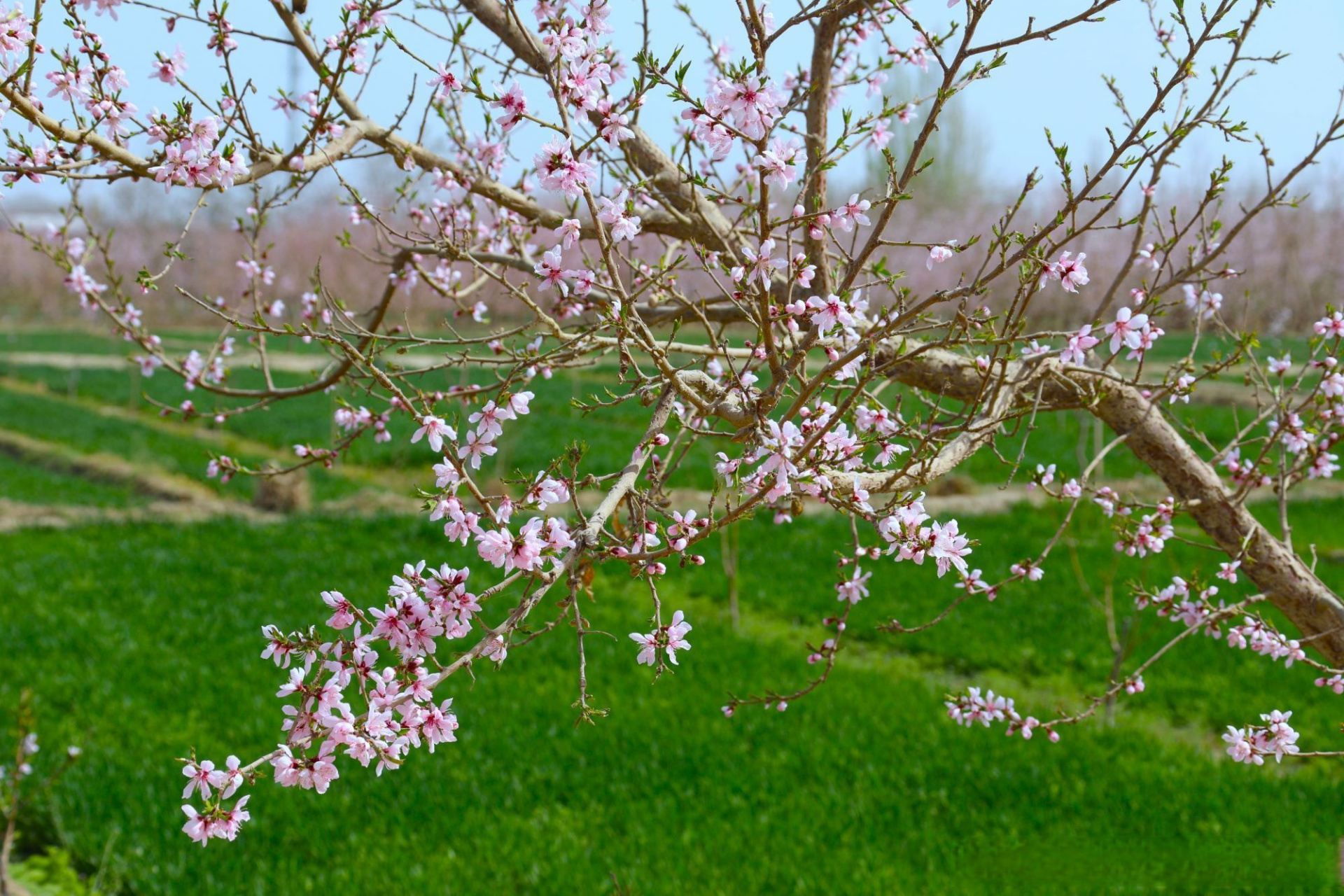 新疆和田:麦田青葱桃花俏 #是什么让你对新疆疯狂心动# #微博城市品牌