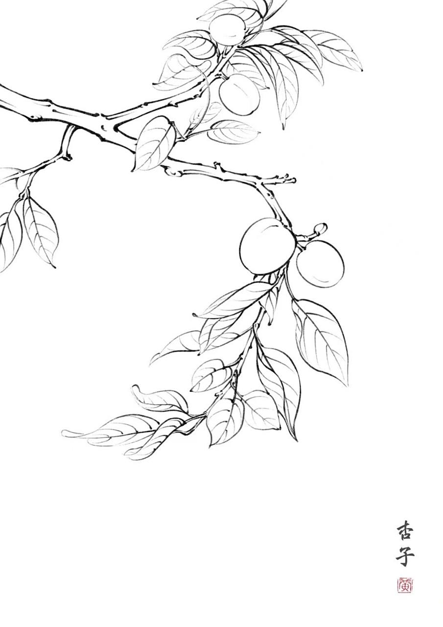 杏子. 图片参考来源