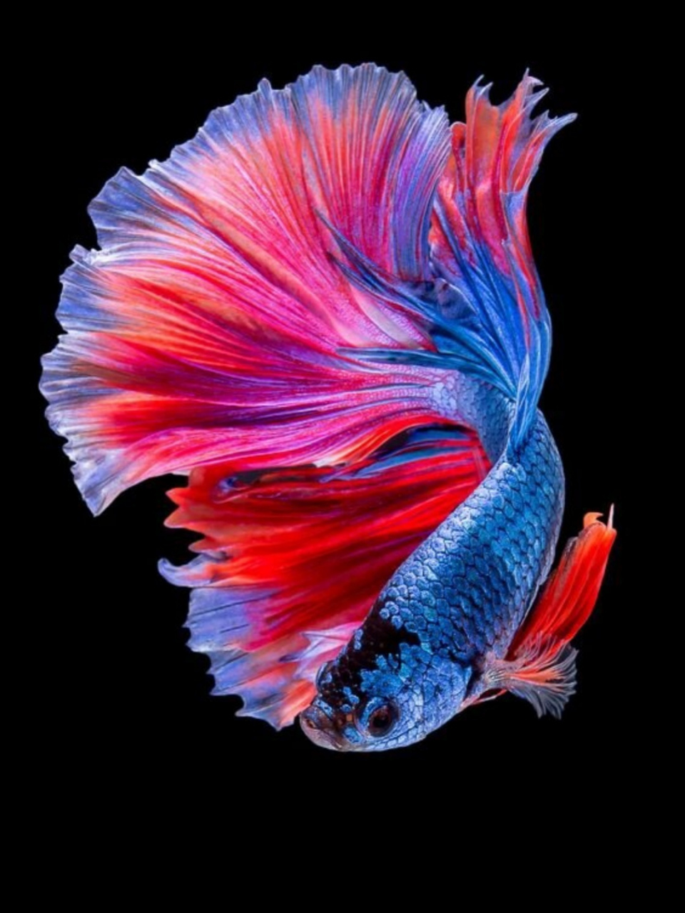 金鱼图片大全大图 友友们🐠,今天给大家分享一些金鱼图片📷!