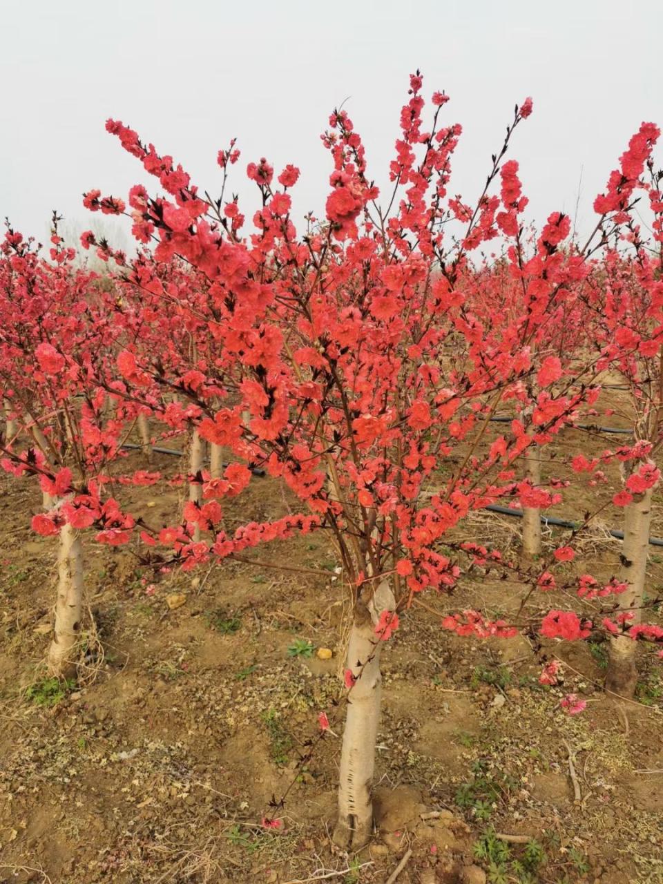 紫叶桃因其美丽的紫色叶子和早春开放的鲜艳粉色花朵而备受欢迎.