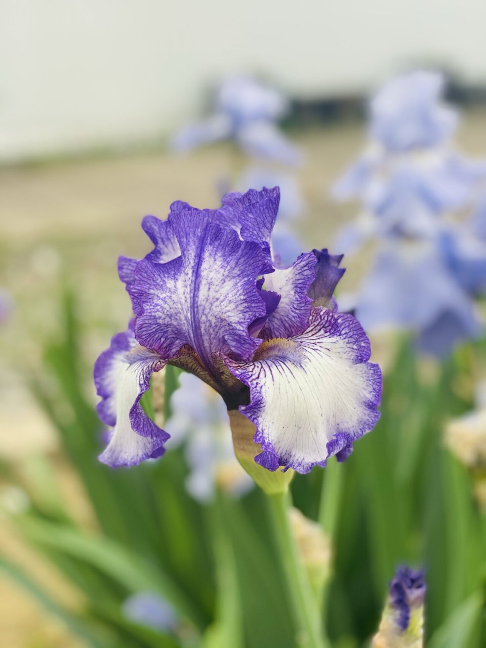 紫色的鸢尾花端庄大气,有着睿智聪慧的寓意.