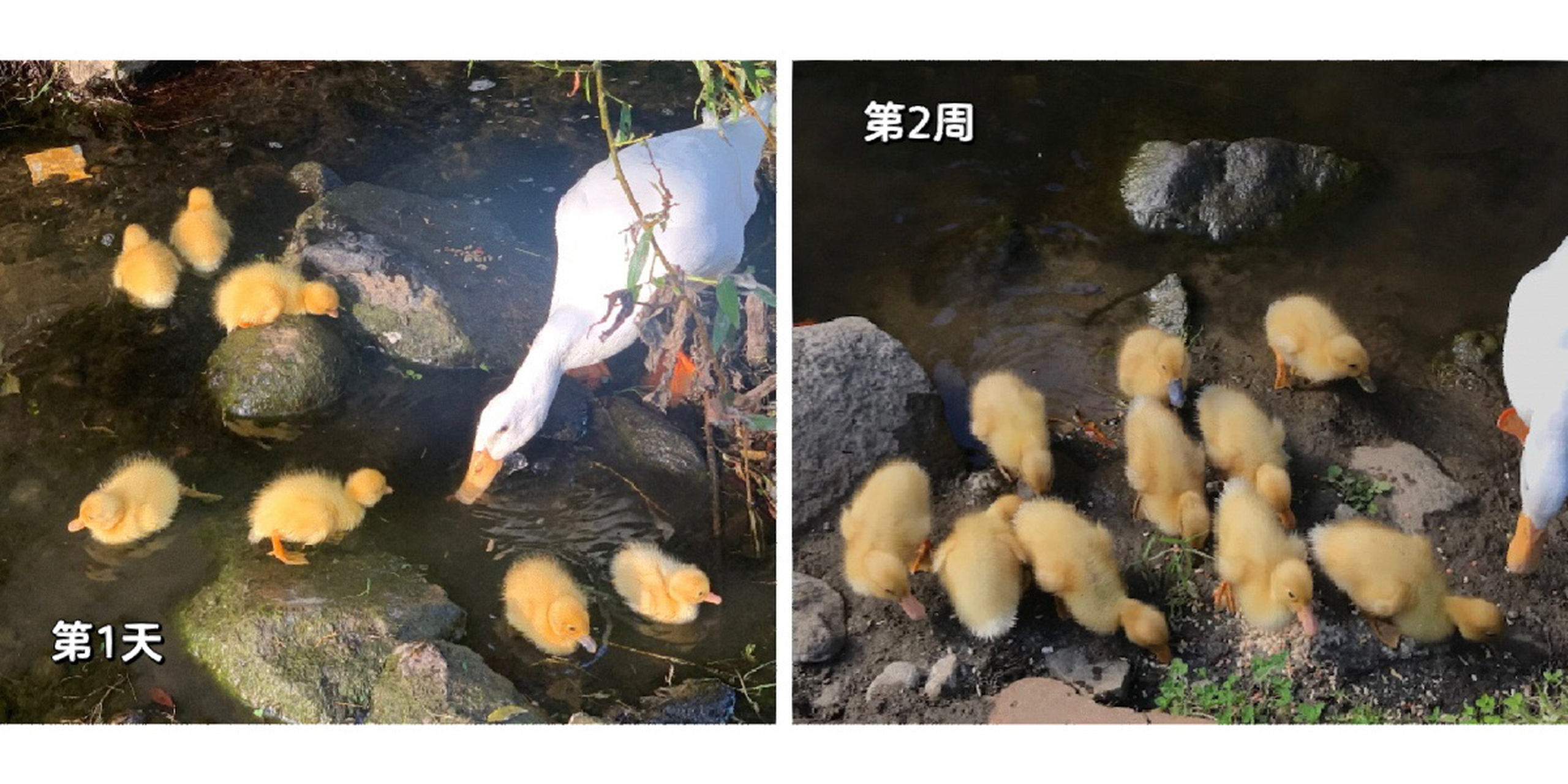 新手养鸭教程30-鸭子的生长速度及影响因素 7515这篇文章不适用于