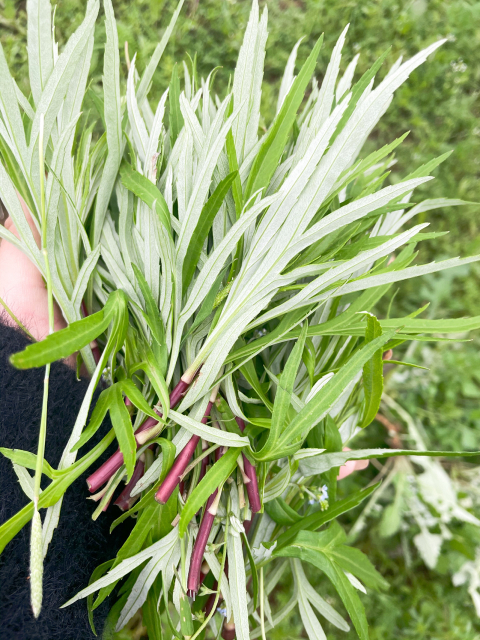 摘野菜|野泥蒿 这种野泥蒿是3月起就比较常见的野菜 根茎是紫红色的