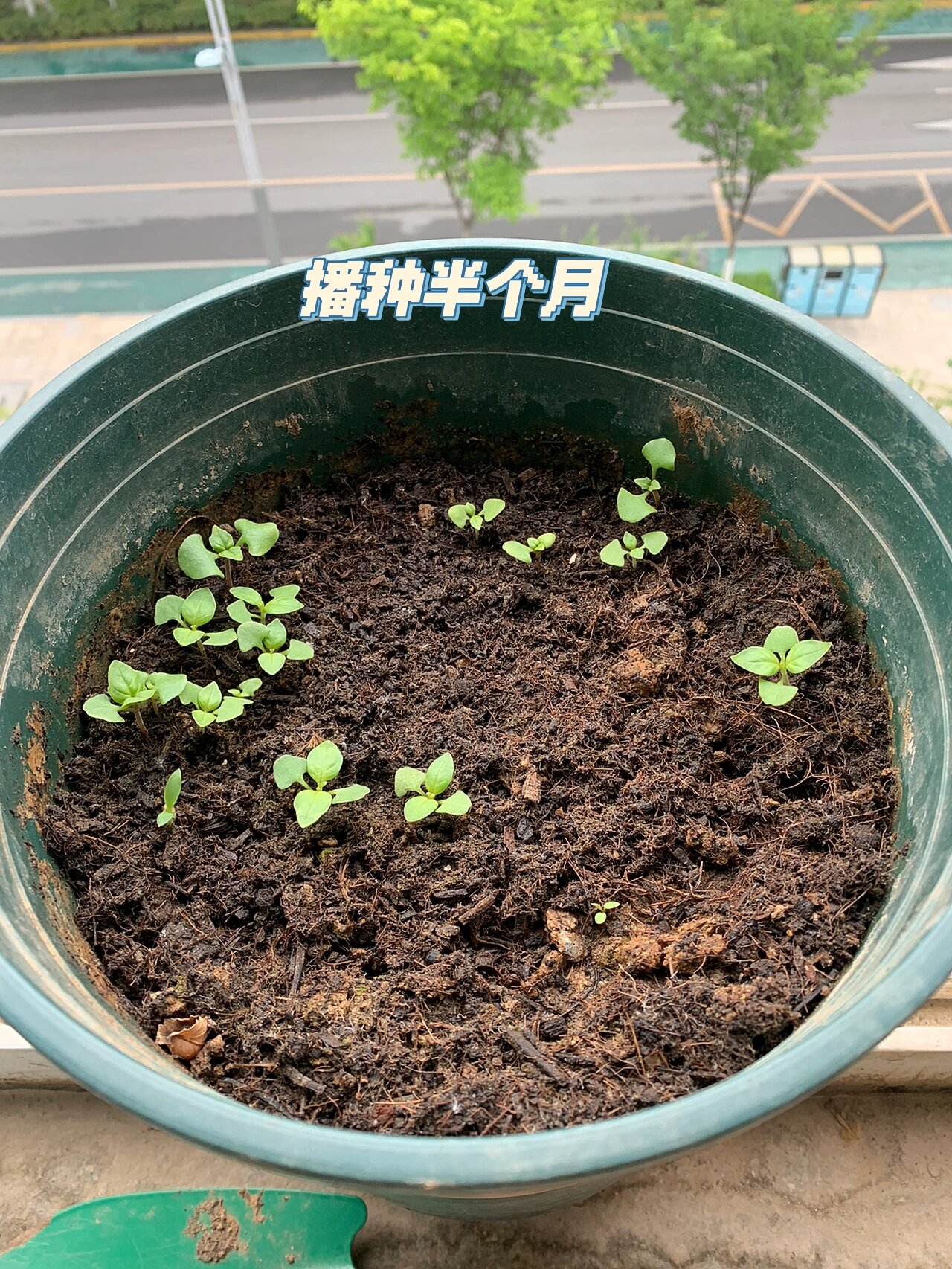 罗勒生长记| 一个半月的狂野生长