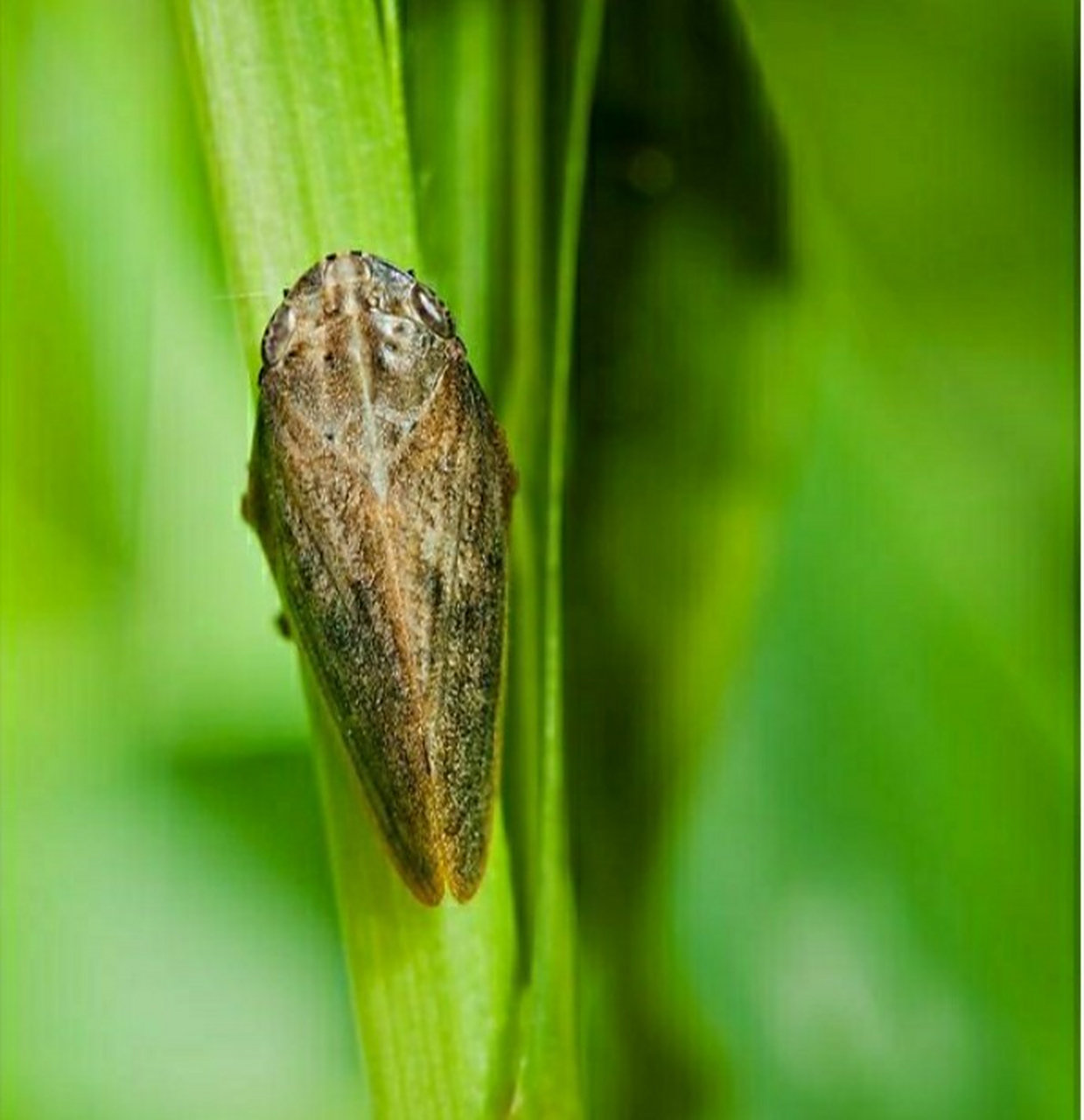 欧洲尖胸沫蝉(沫蝉科) 这种蝉遍布欧洲.生活在许多树木以及灌木上.