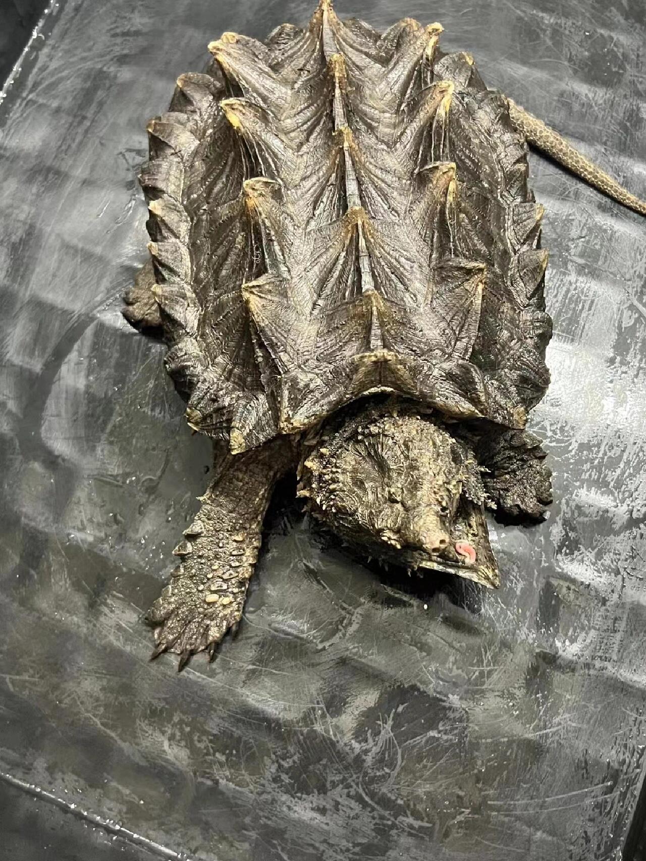 养殖篇——如何饲养大鳄龟