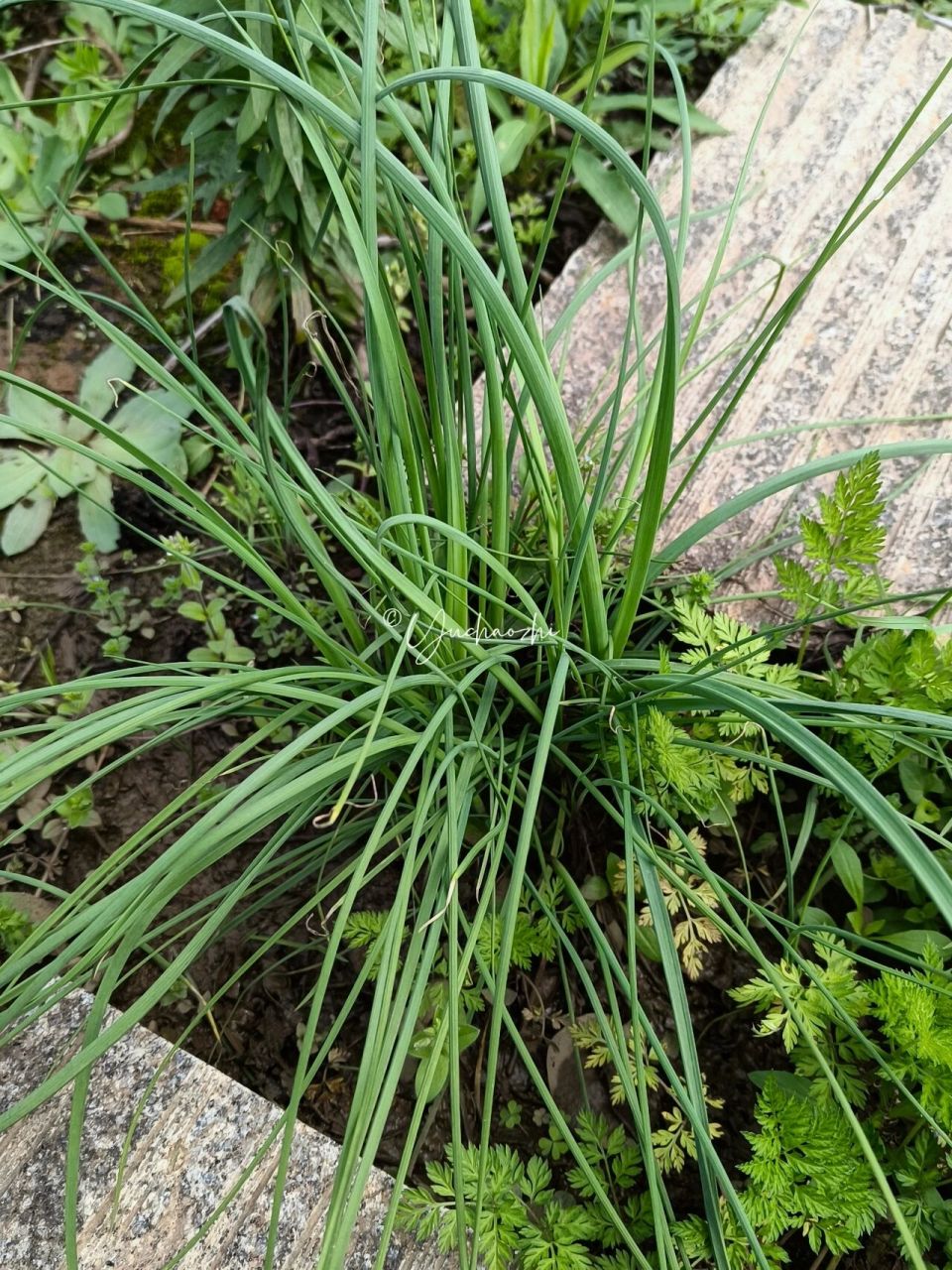 薤白  02allium macrostemon 薤(xiè)白,即野葱,百合科葱属植物.