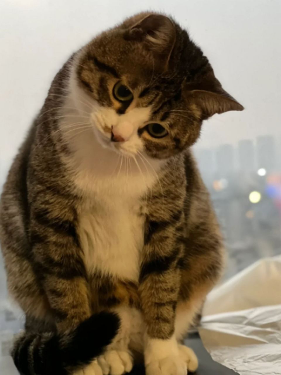 狸花猫图片 大家好,今天我要和大家分享一些狸花猫的可爱图片,这种