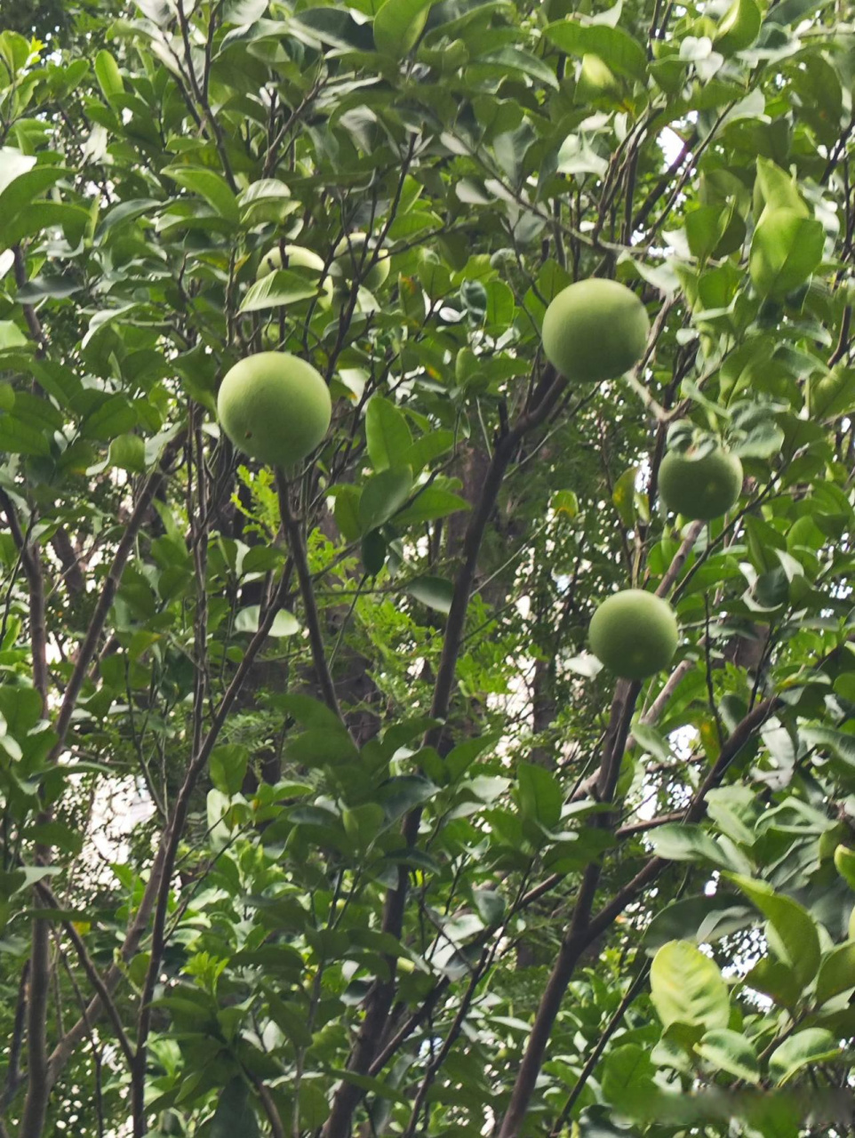 分享你随手拍的风景  果实累累之美  小院门口 夏日美景 尽收眼底 柚