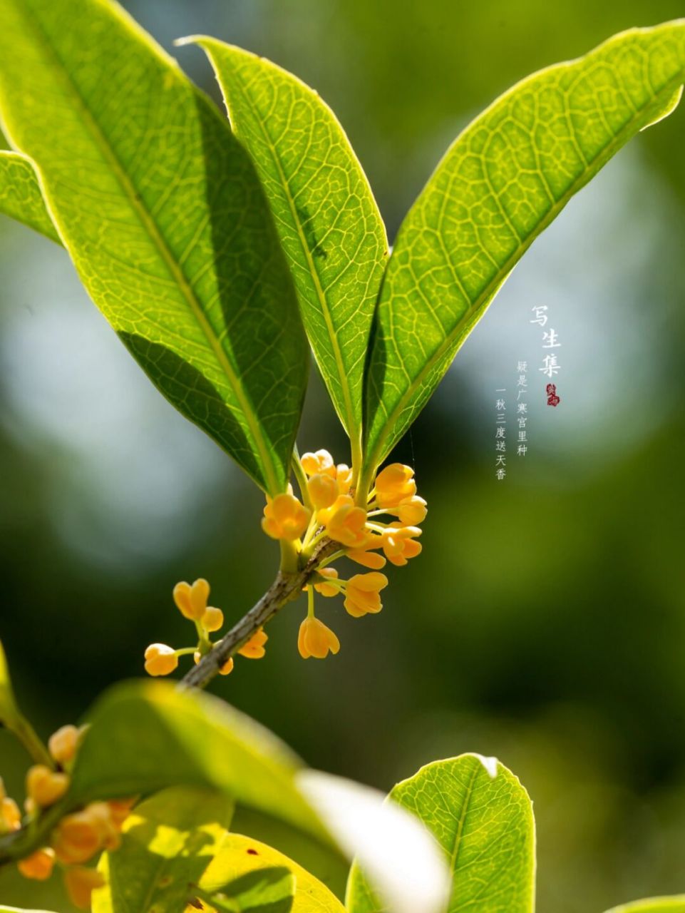 金桂|桂花|九月 疑是广寒宫里种, 一秋三度送天香.