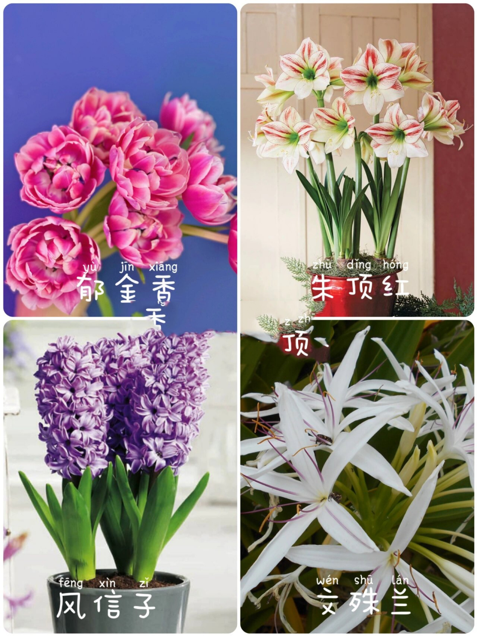 00常见的球根花卉有哪些以及如何分类 99球根花卉有很多种,一般都