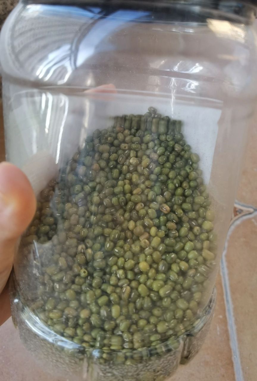 被虫子91钻洞的绿豆还能吃吗?