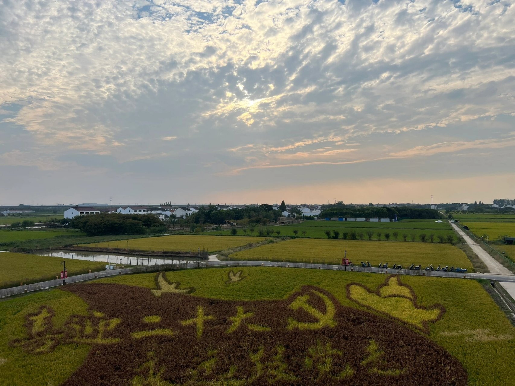 西夏墅东南村稻田艺术图片