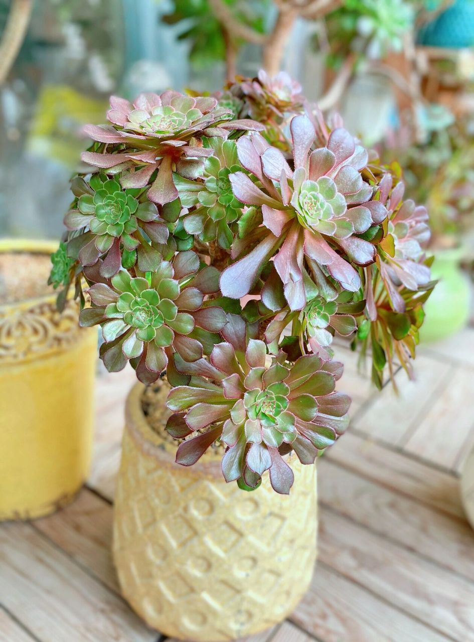 阳台多肉分享——红铜壶法师 喜欢法师很大一部分原因是因为一株法师