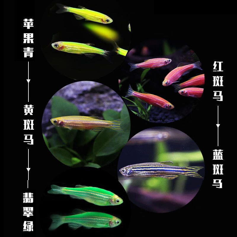 玛丽球皮球可无限繁殖到家生仔 	 斑马鱼七彩斑马鱼 红斑马 蓝斑马 黄
