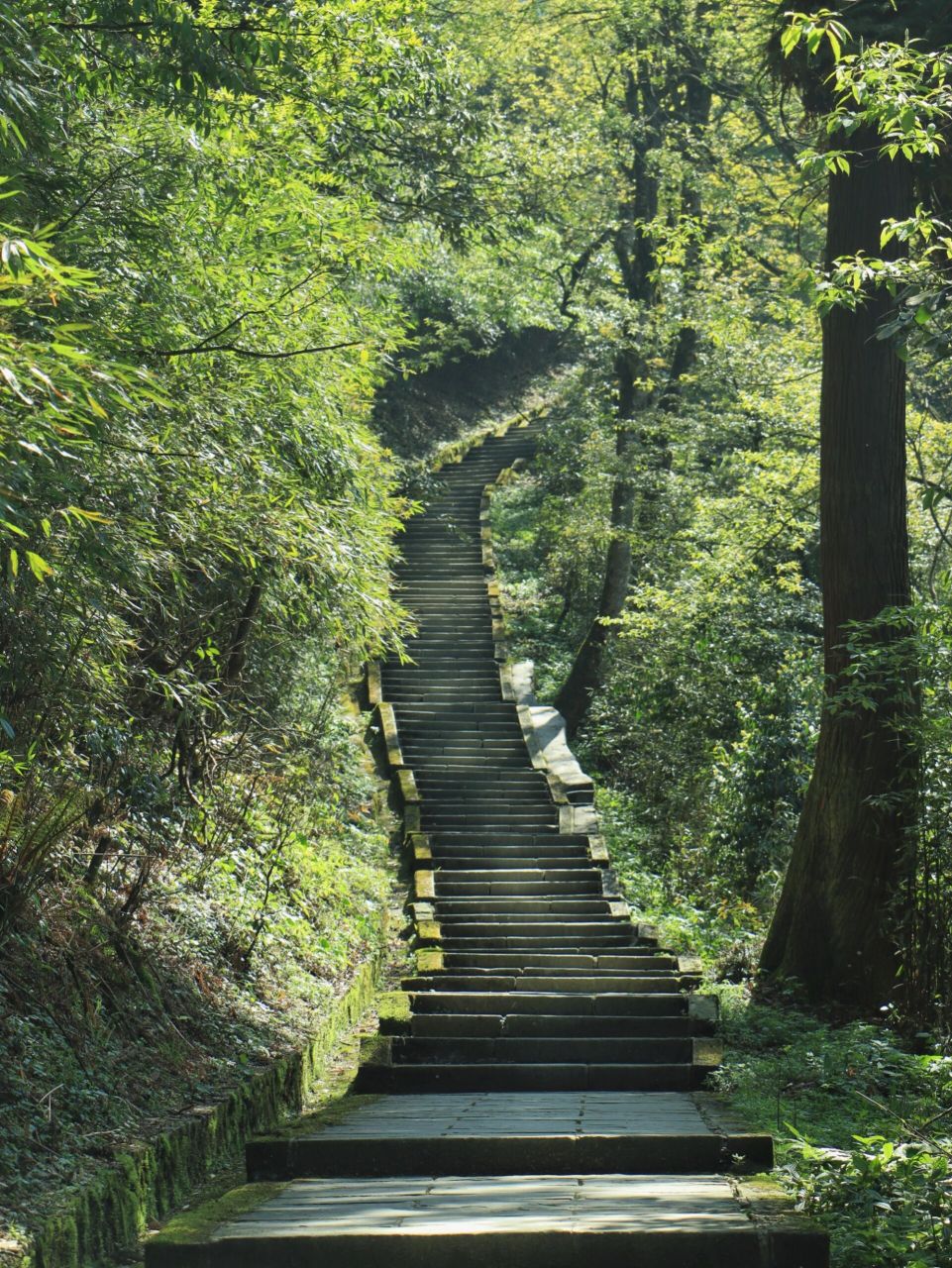 徒步峨眉山,那些让人绝望的台阶和山中美景 9220230415 