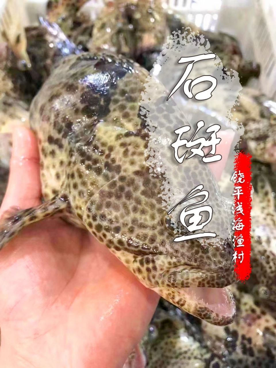 这么多种石斑鱼,你认识几种?