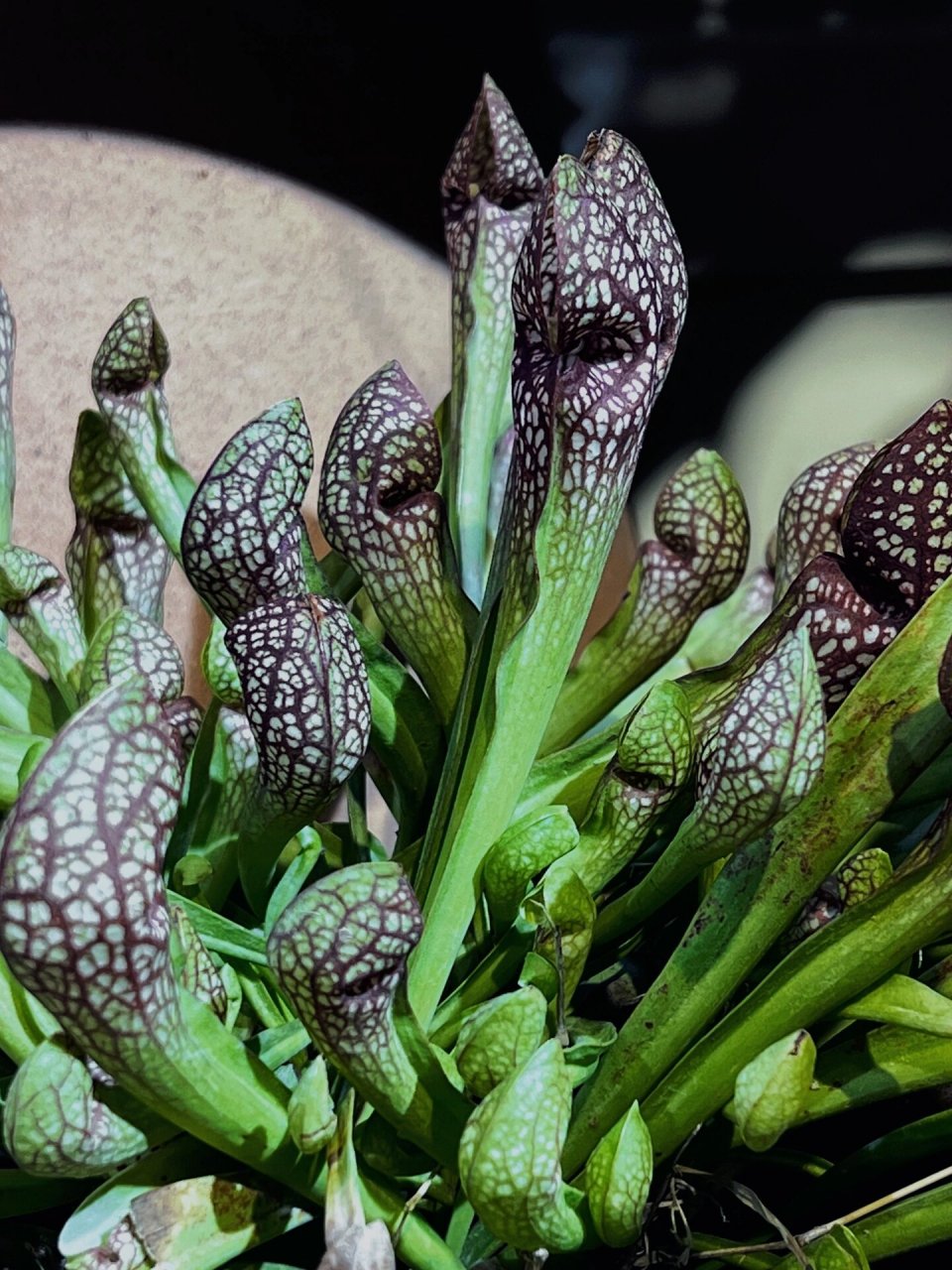 猩红瓶子草 食虫草本植物 白瓶子草&鹦鹉瓶子草杂交品种 98喜强光