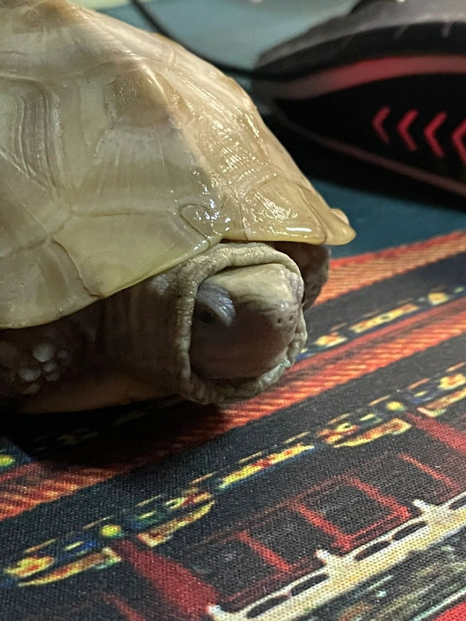 室友买的白玉龟 室友买的白玉龟,长得眉清目秀的