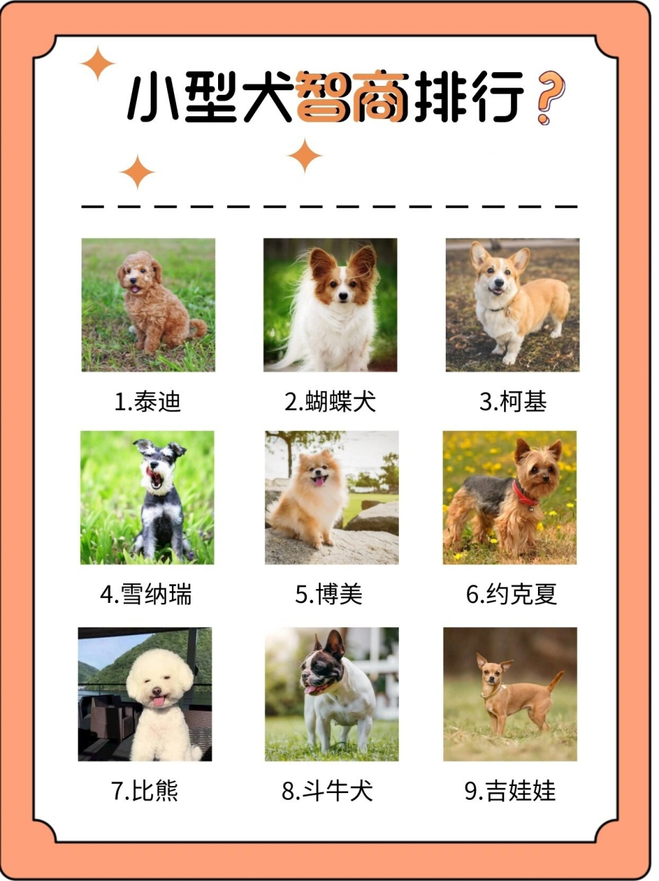 小型犬智商排名图片