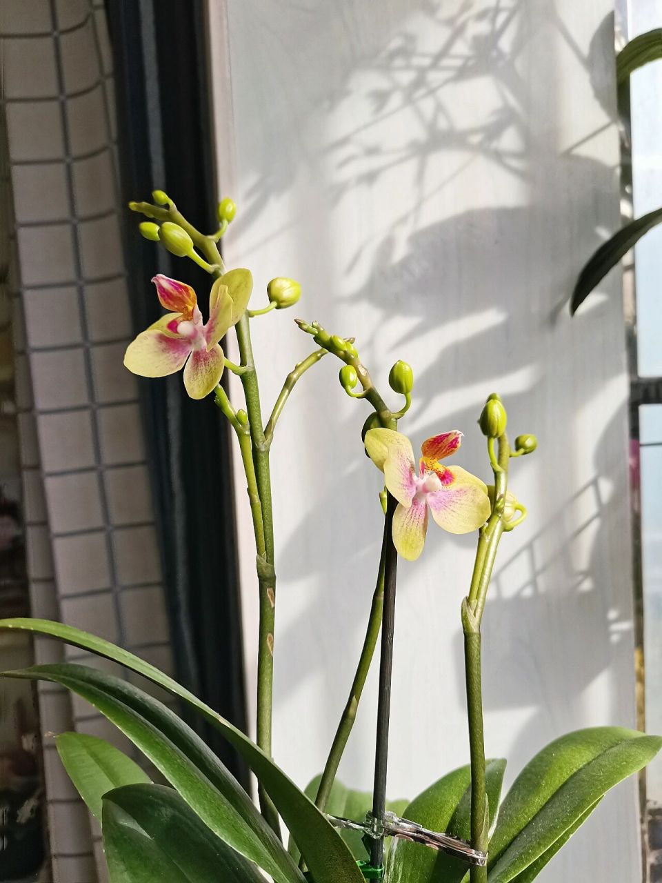 蝴蝶兰 圣诞树 蝴蝶兰圣诞树据说花期很长 而且分枝很多