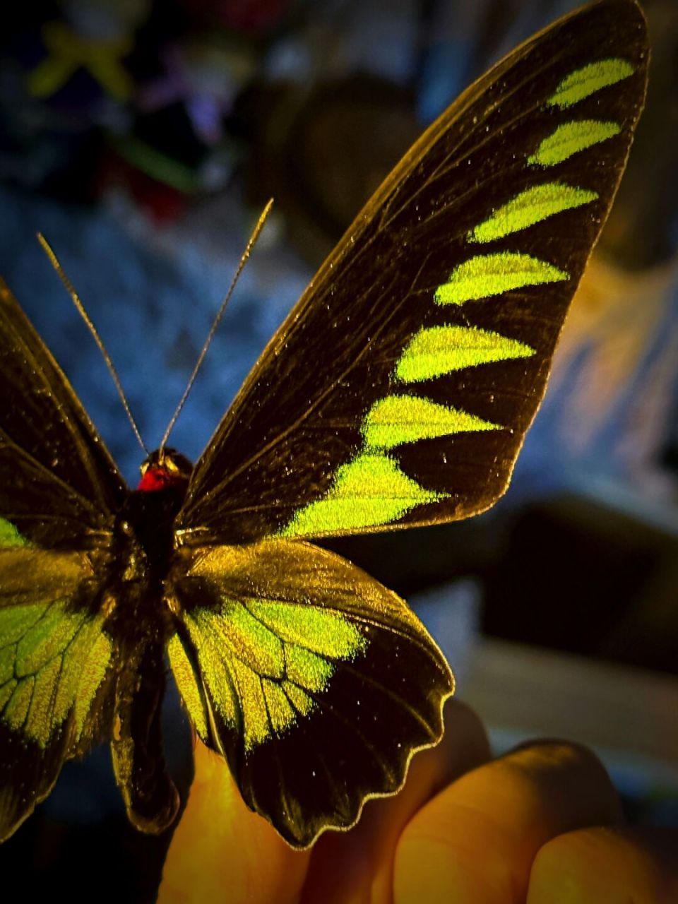 红颈鸟翼凤蝶是一种凤蝶科,红颈凤蝶属动物,学名:trogonoptera