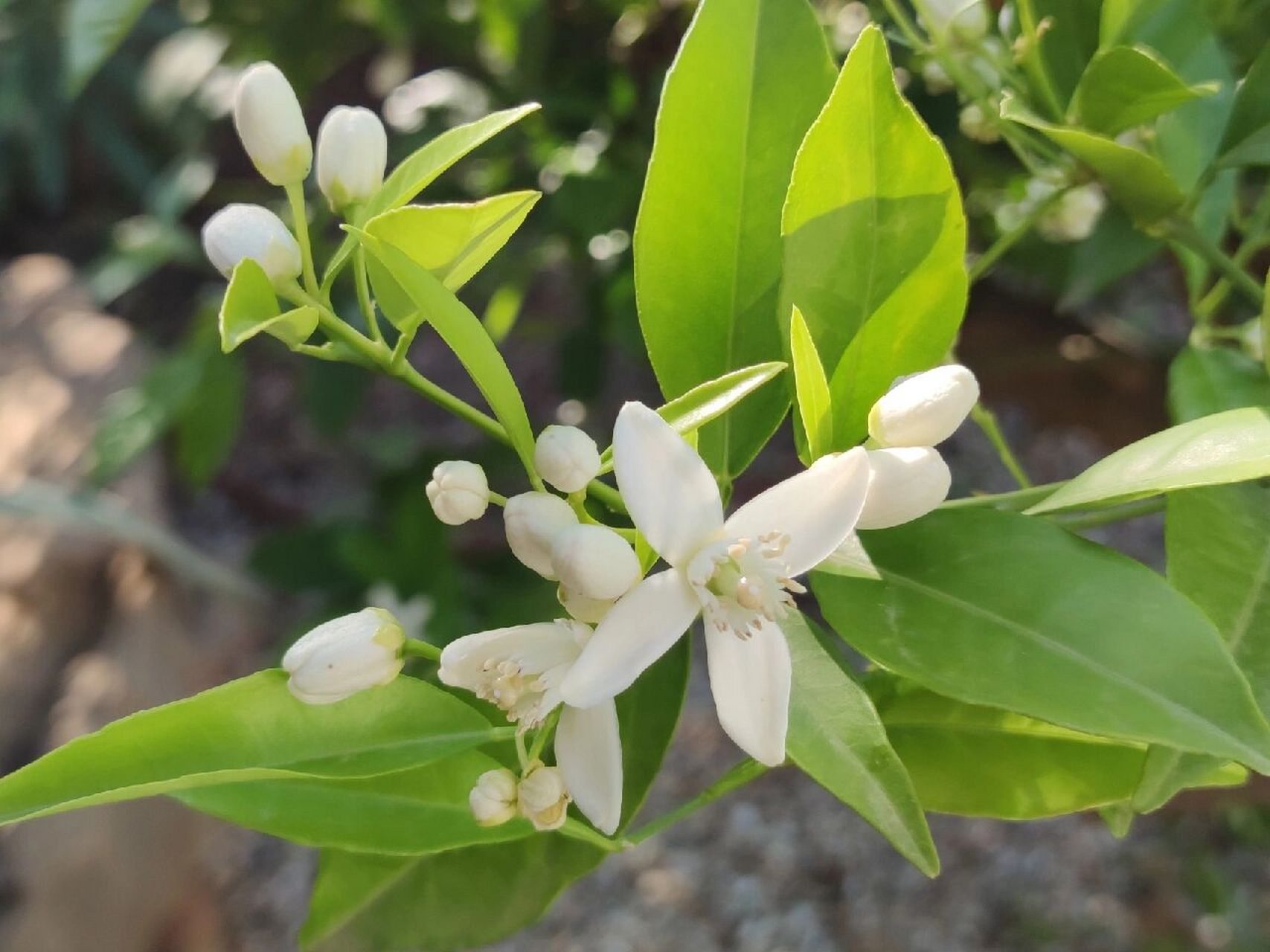 橙花树图片