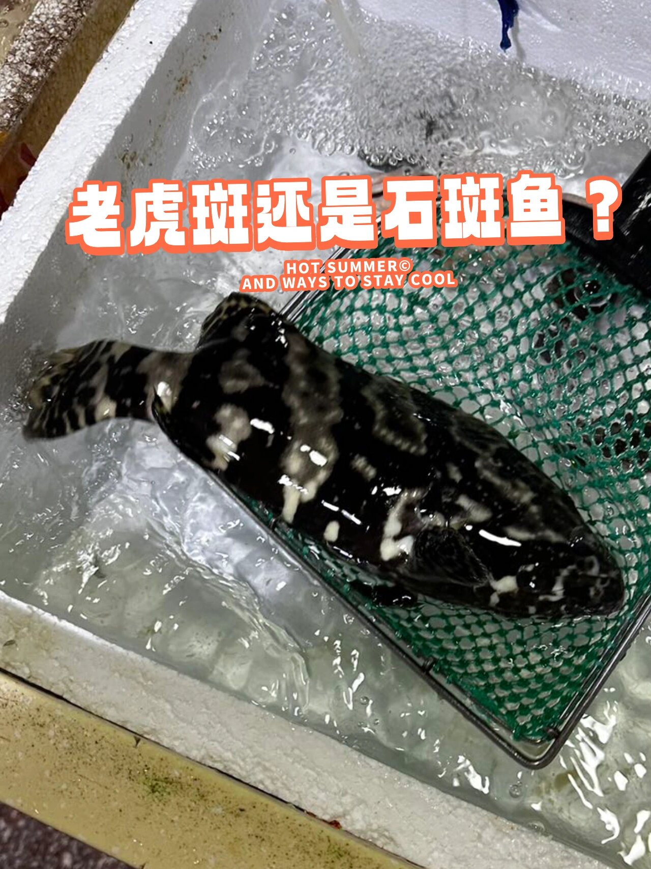 石斑鱼老虎斑傻傻分不清 感觉是假的老虎斑?