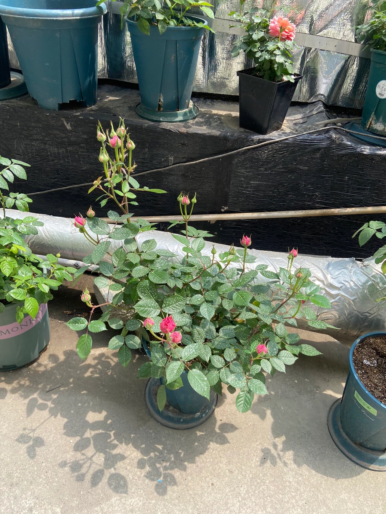 阳台月季巨蟹座,满满成就感,浇水施肥不累了 月季营养跟上了可以多头