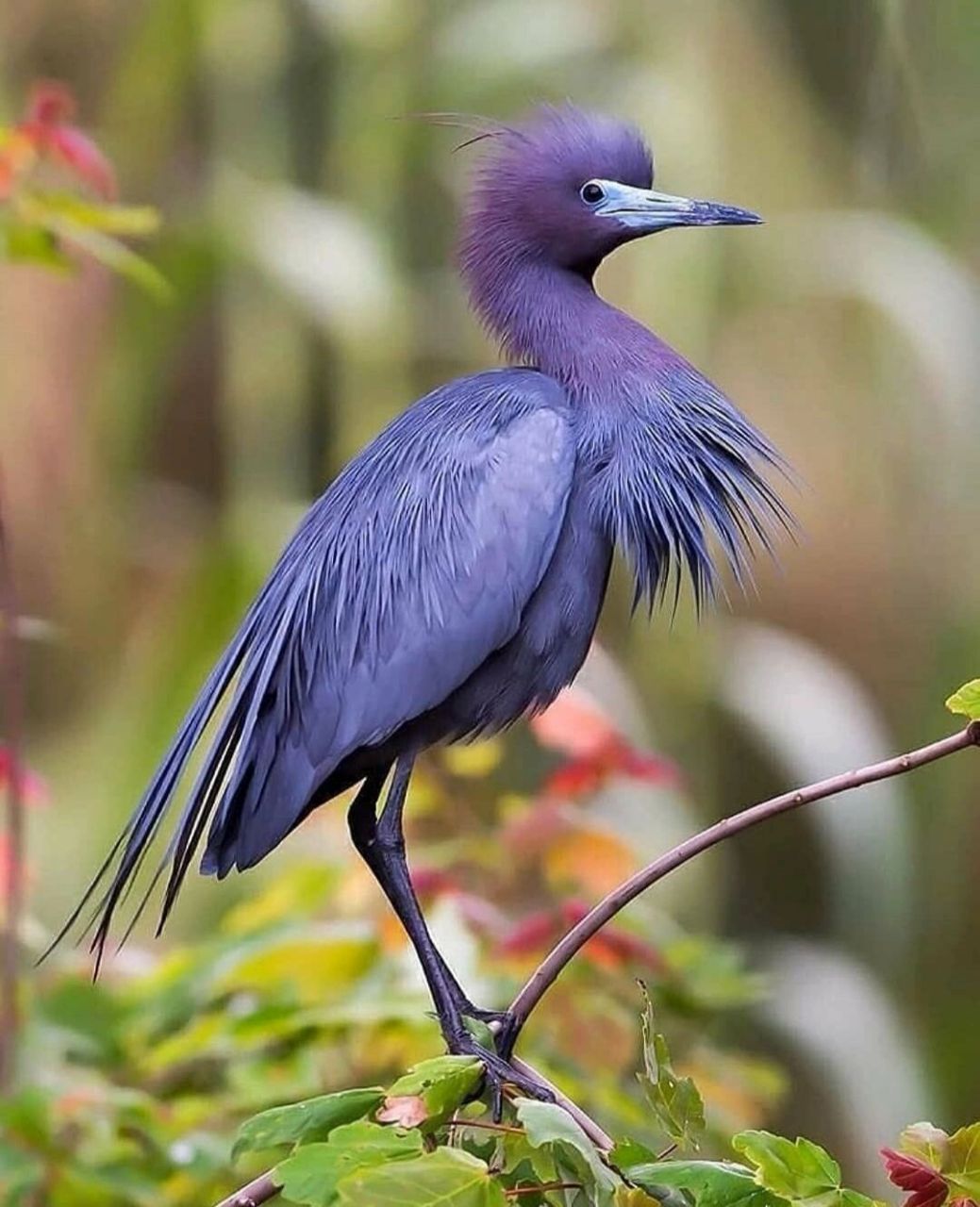 小蓝鹭 #保护动物# #鸟类# #观鸟# #小蓝鹭