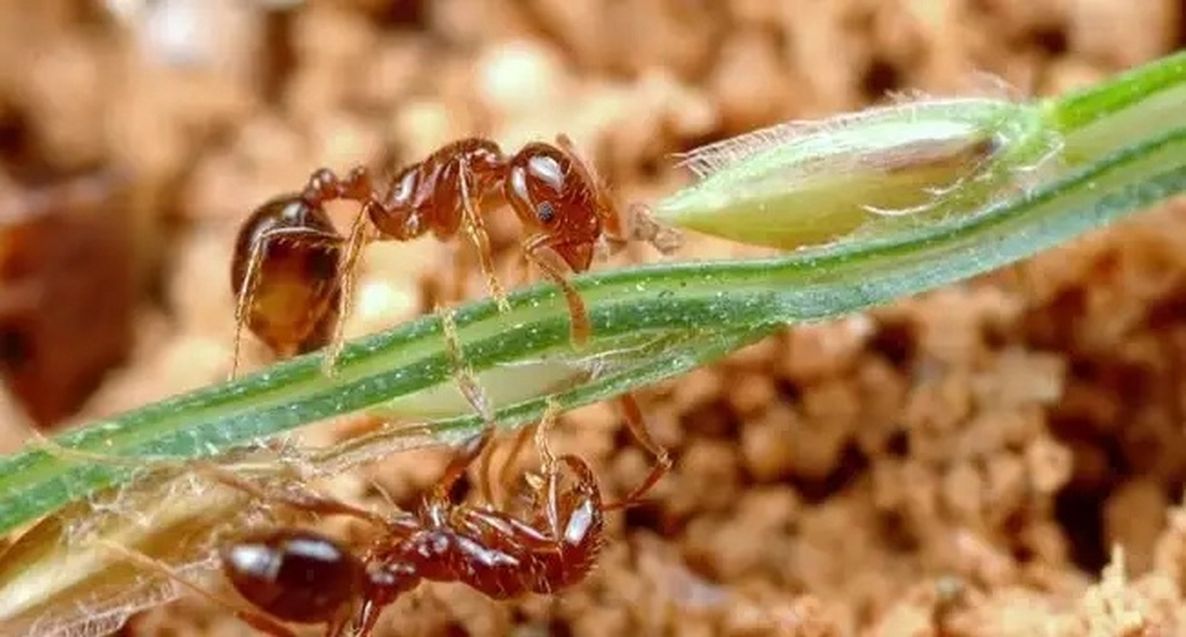 每日识虫~红火蚁 类别 学名:红火蚁 科属:蚁科 拉丁名:solenopsis