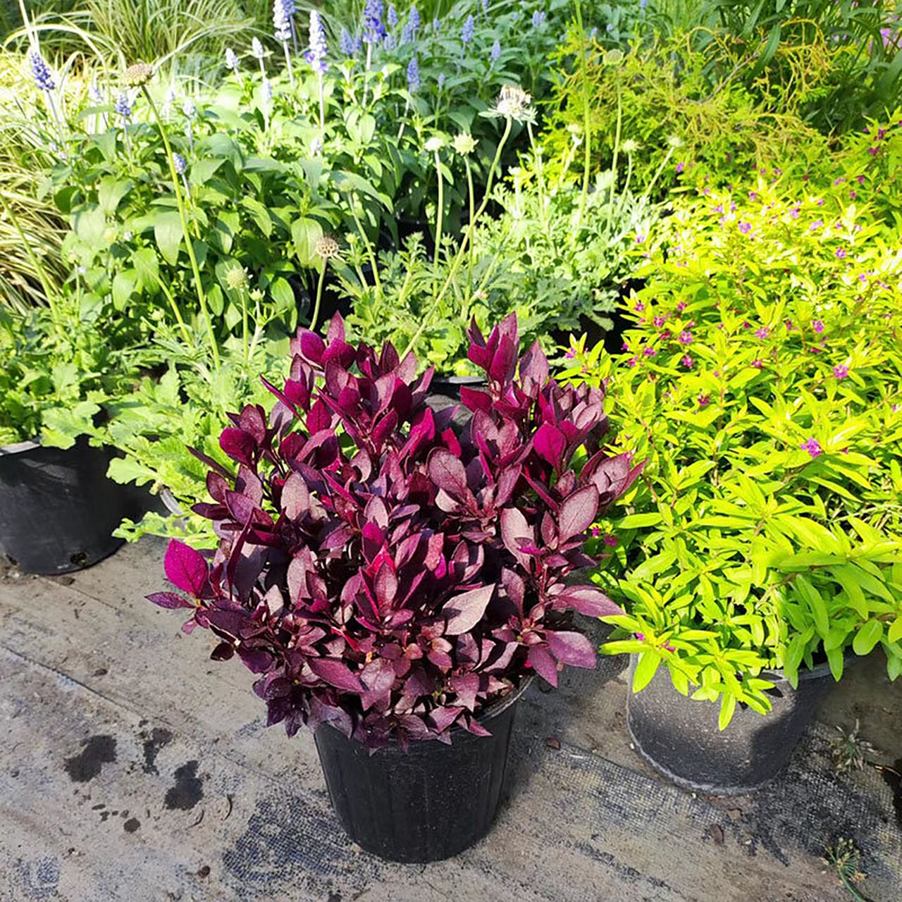 红莲子草红田乌草盆栽地植皆可个性却不张扬 红莲子草多年生落叶草本