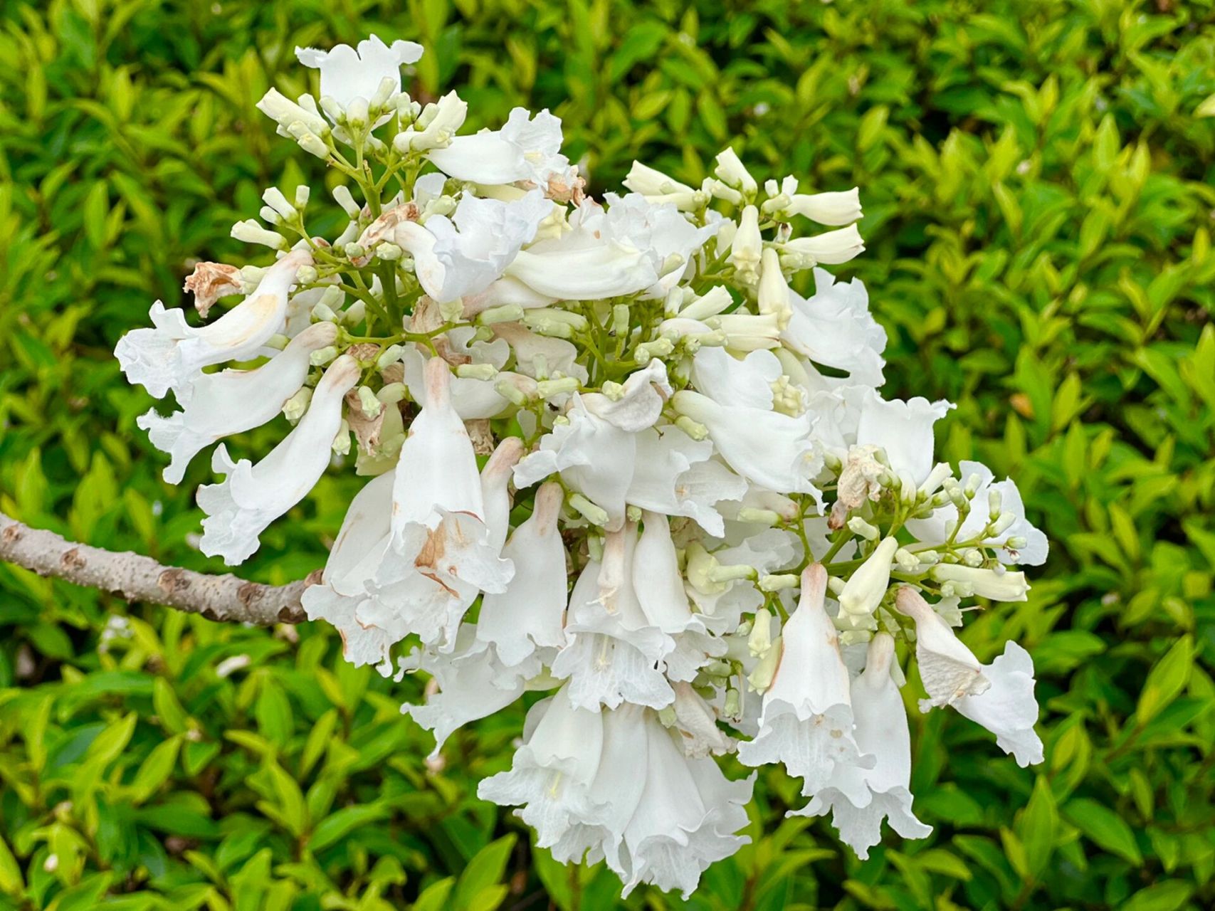 暂且亲切地称呼为"白花楹"吧07 	 虽然白花楹可能不及紫色