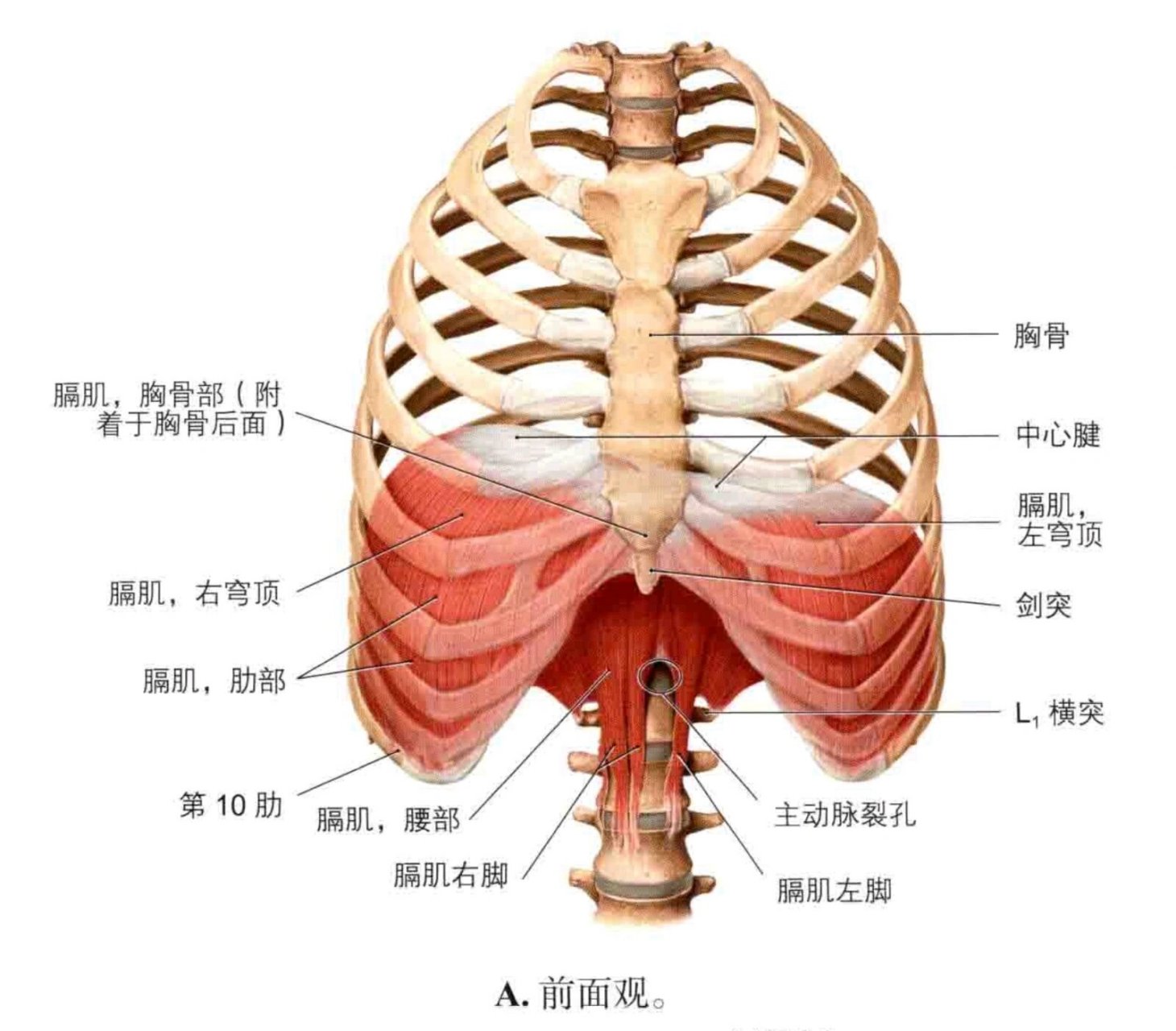 解剖笔记---膈肌 膈(肌) (diaphragm) 部位:胸腹腔之间,穹隆形扁薄阔