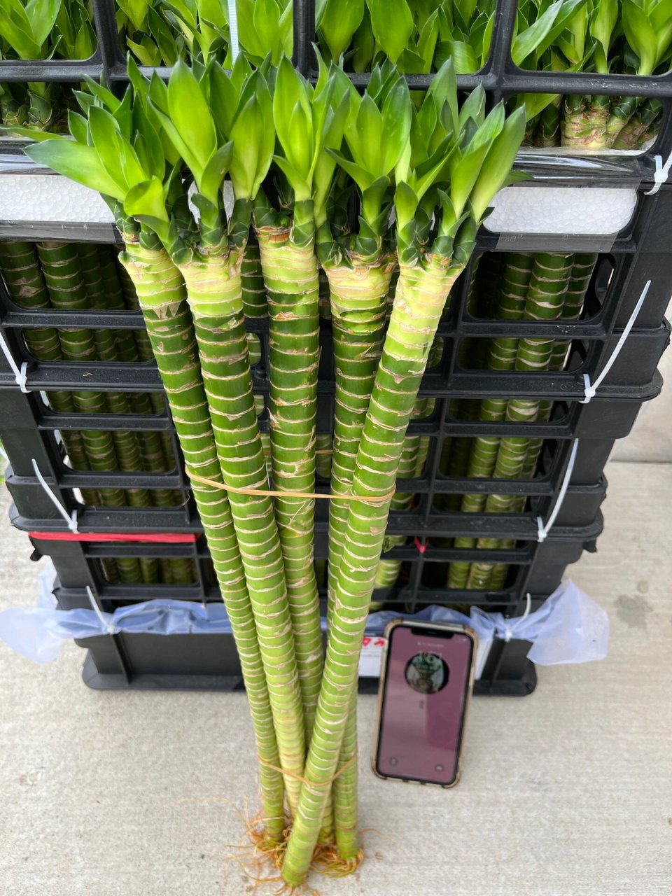 9694洛杉矶|天花板级别的富贵竹～多头龙竹   龙竹真的很美,很美