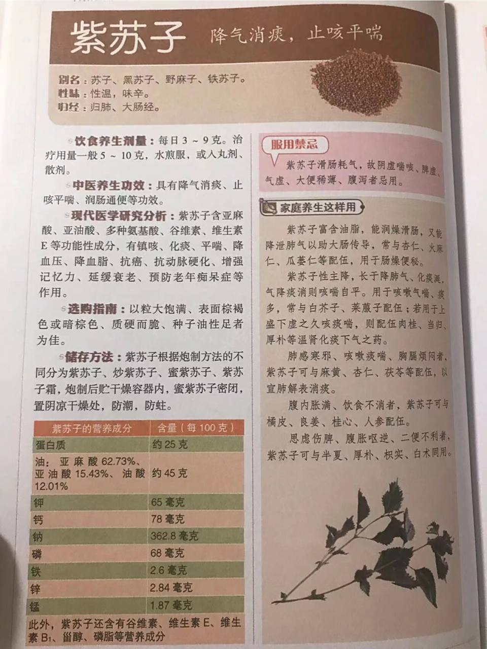 紫苏子养生方 紫苏子 9696中医养生功效:具有降气消痰,止咳平喘