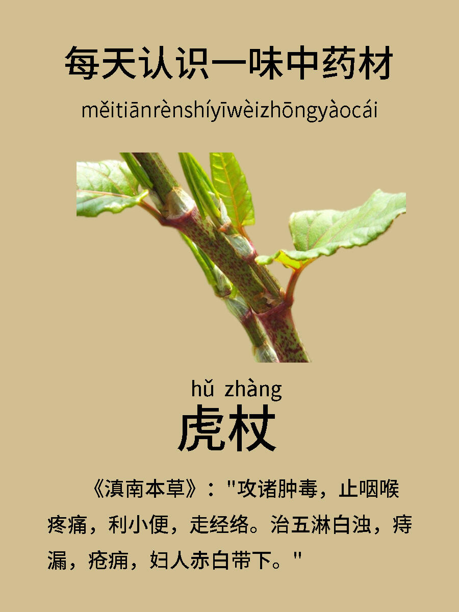 每天认识一味中药材——虎杖 71【别名】花斑竹,酸筒杆,川筋龙,黄