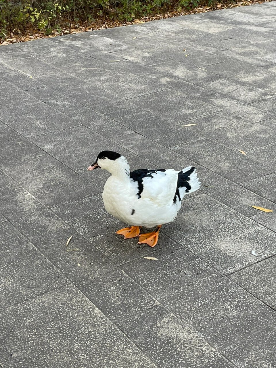这鸭子怎么黑白相间的 第一次见到黑白配的鸭子08哇嘎嘎嘎嘎嘎嘎