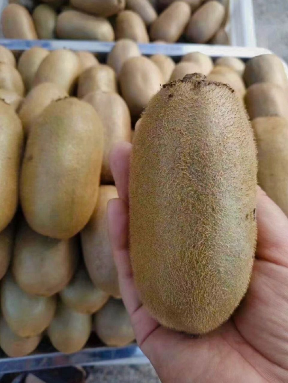 颠覆认知05比新西兰佳沛好吃n 金福猕猴桃  分享我的年度购买超满意