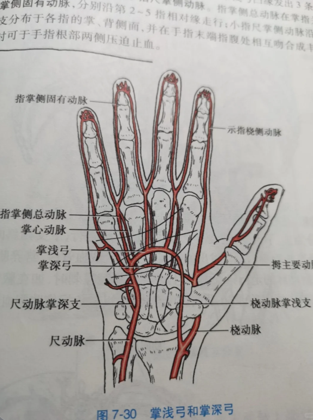 动脉血管通常分布在每根手指指腹的两侧,大拇指关节处也有