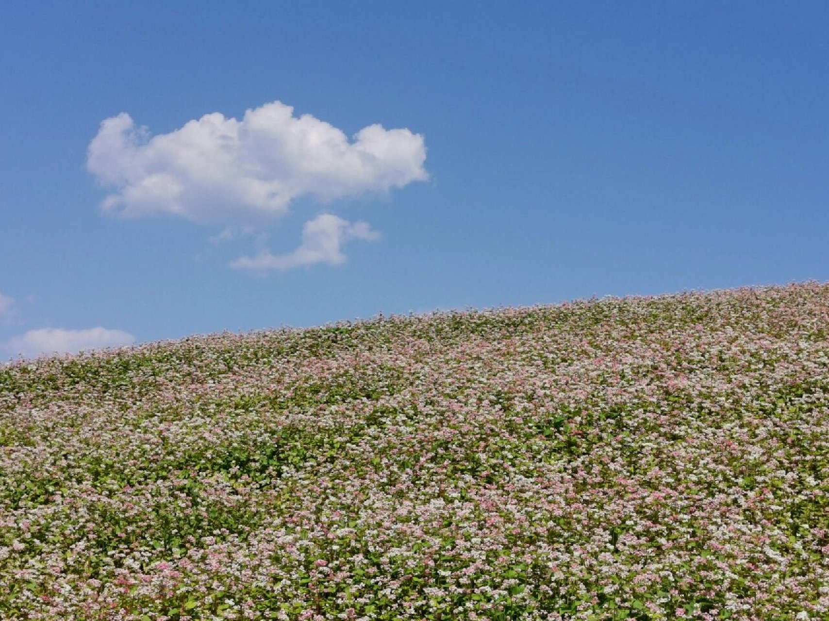 去蓝田,看荞麦花海,吃荞面饸饹喽～ 五一之后天气终于放晴,气温上升