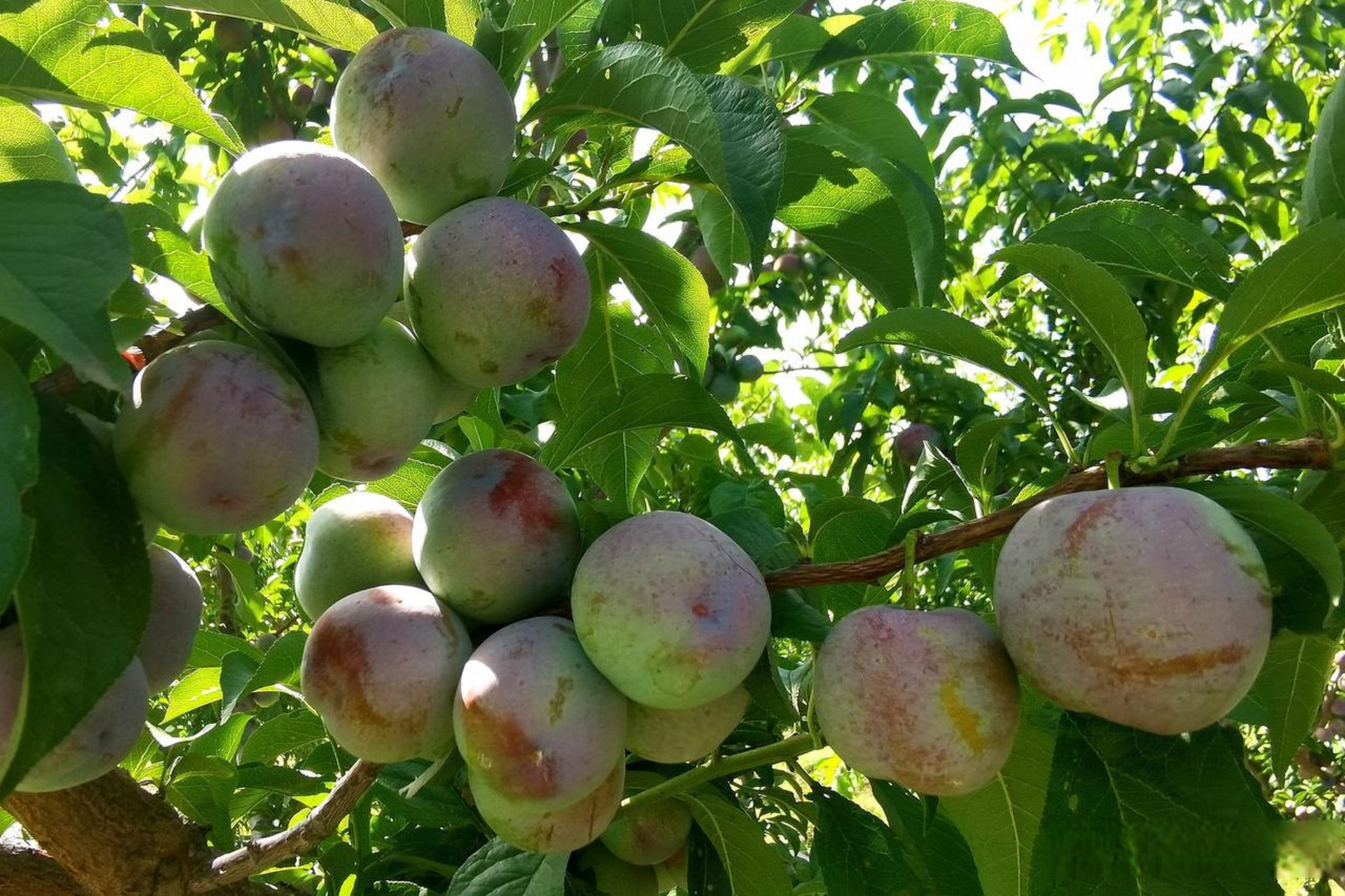 山西省临猗县吴王村,吴红英家庭庄园的凤凰李成熟,目前己开始接待水果