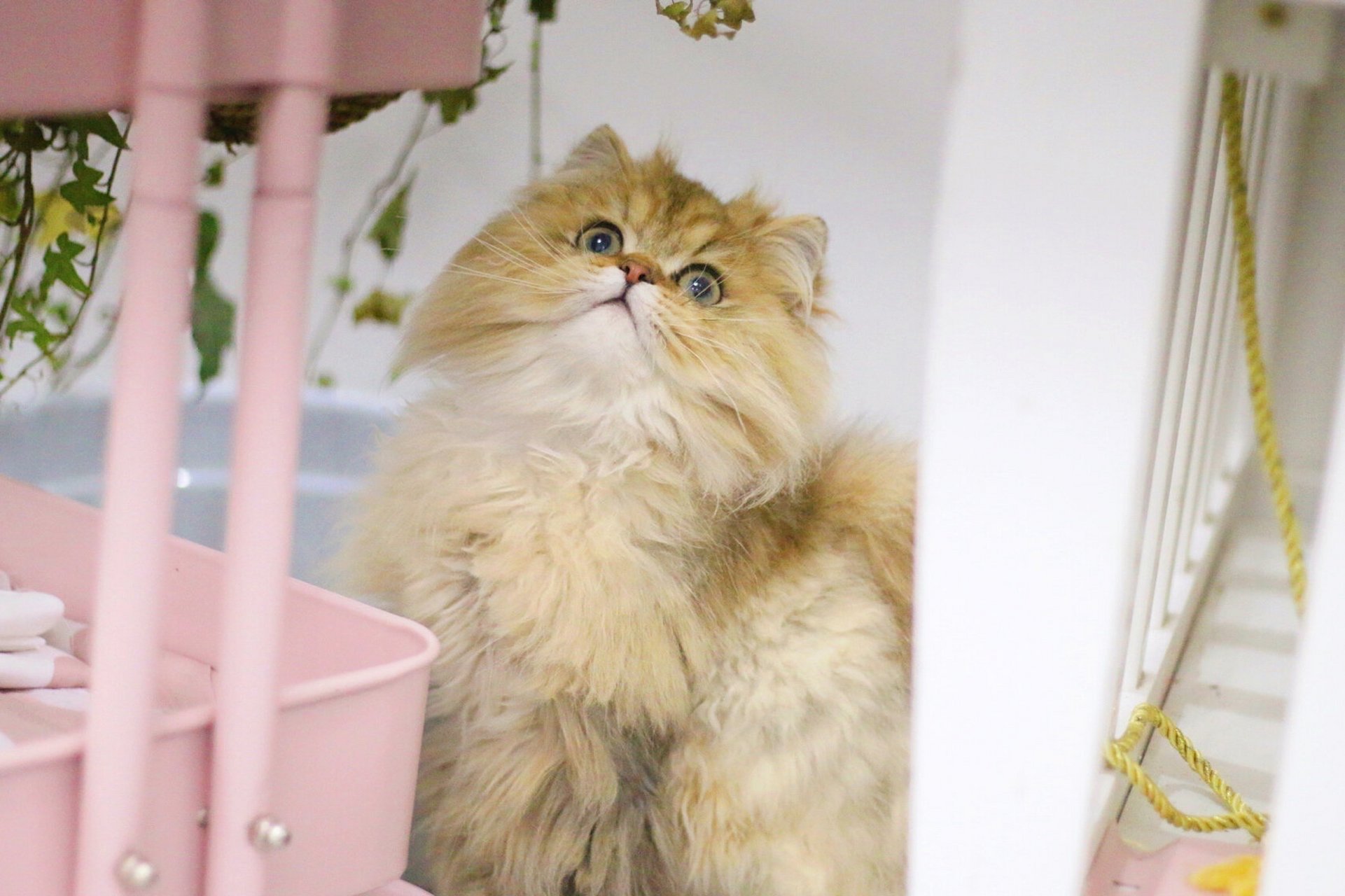 金吉拉/长毛渐层/波斯/异国长毛猫的区别?