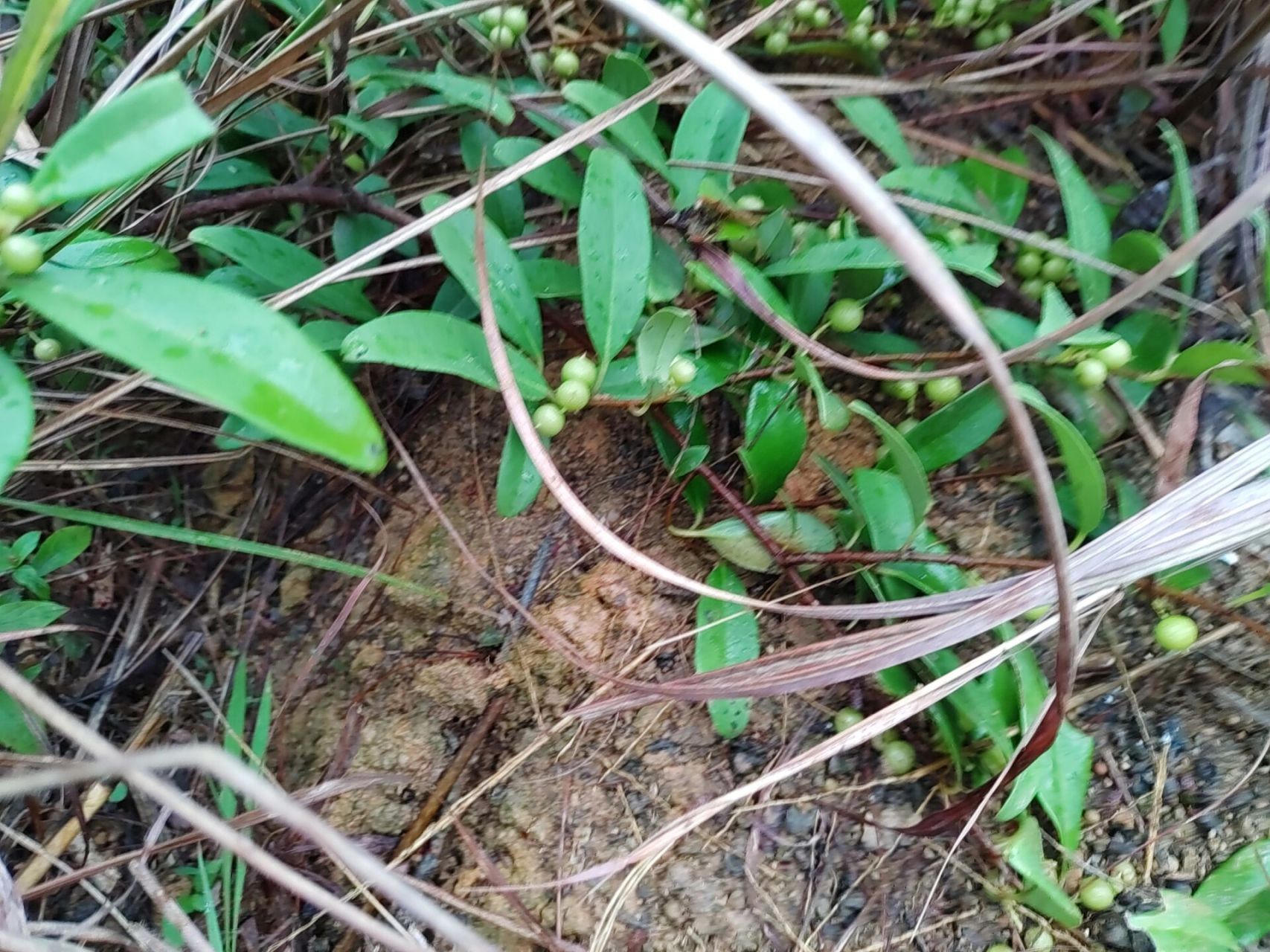 酸藤子(25)原生中草药材