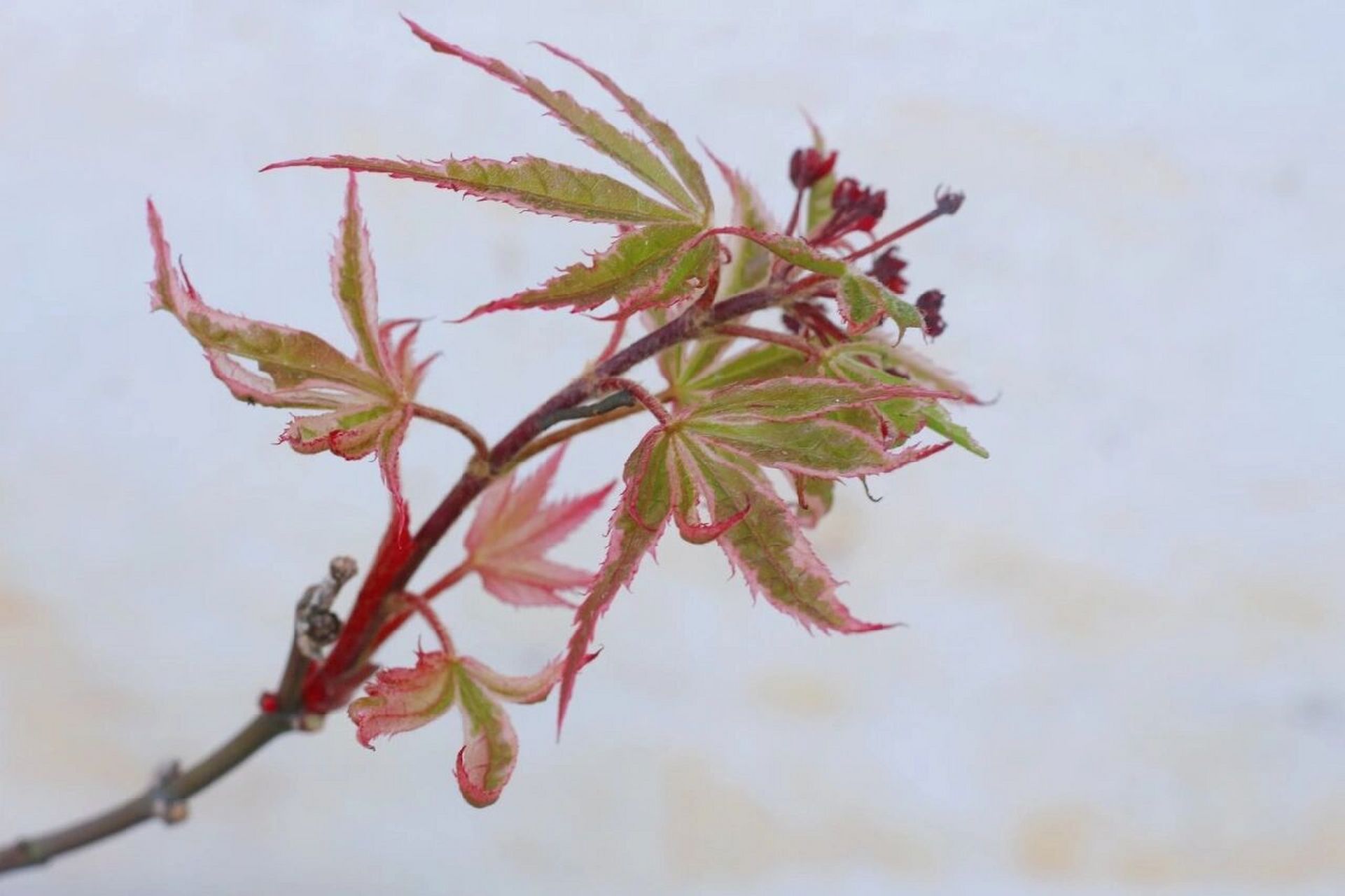 枫树品种介绍(九)——希拉蕊(热舞) 希拉蕊这个品种是去年入的,感觉