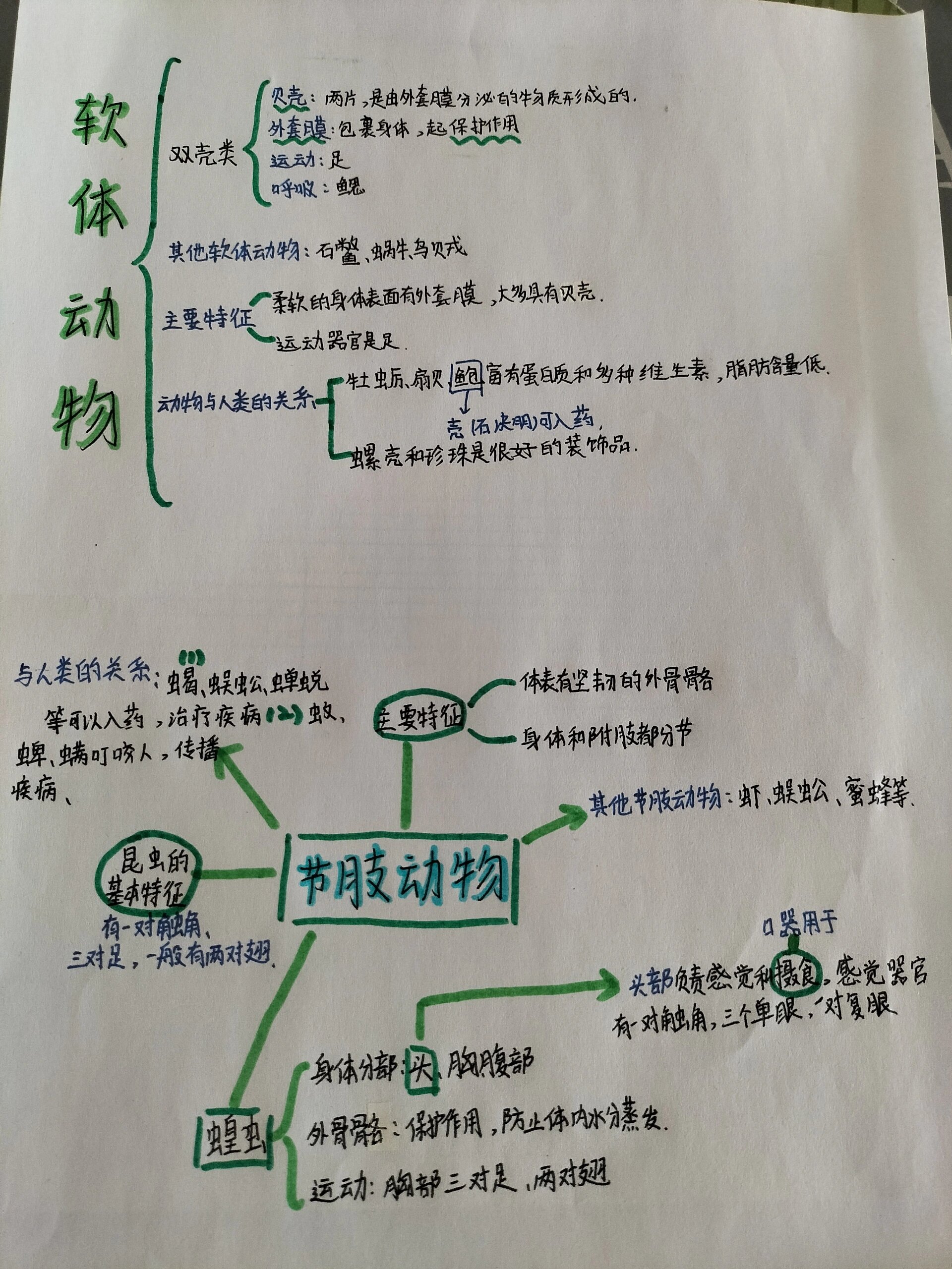 软体动物和节肢动物的思维导图